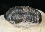 Bargain Reedops Trilobite Fossil - Long #15475-1